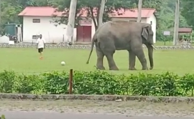 Video: Elephant Joins Football Game At Army Camp In Assam, Kicks For A Bit, Leaves