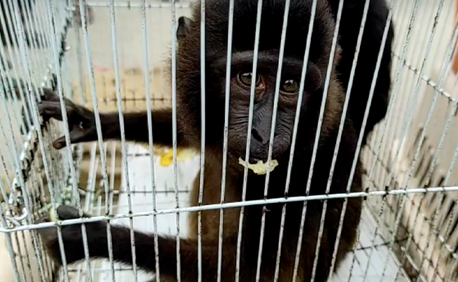 40 Rare, Exotic Animals Rescued In Assam In Major Anti-Trafficking Haul