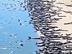 समंदर किनारे लगा घड़ियालों का 'मेला', Video देख यूजर्स ने कहा 'लगता है पूरा का पूरा कुनबा ही वेकेशन पर हैं' समंदर किनारे लगा घड़ियालों का 'मेला', Video देख यूजर्स ने कहा 'लगता है पूरा का पूरा कुनबा ही वेकेशन पर हैं'