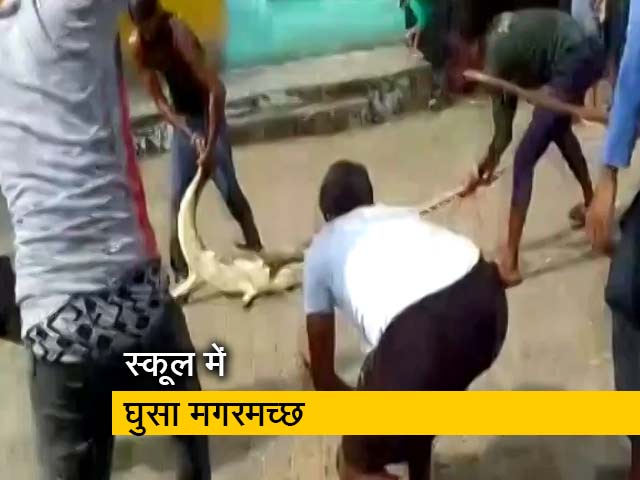 अलीगढ़ के प्राथमिक स्कूल में घुसा मगरमच्छ, देखें चौकाने वाला वीडियो