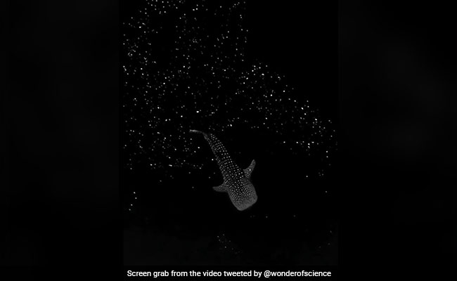 Watch: Whale With Glow-In-The-Dark Algae Appears To Be Floating In Space