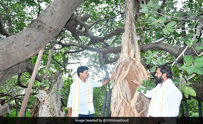 Rs 2 Crore Fund Announced To Preserve 800-Year-Old Tree In Telangana