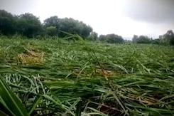 Heavy Rain In Western Up, Farmers Wary Heavy Rain In Western Up, Farmers Wary
