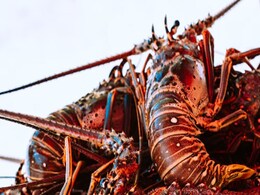 Scientists Discover New Way To Create Sustainable Batteries From Lobster Shells: Report Scientists Discover New Way To Create Sustainable Batteries From Lobster Shells: Report