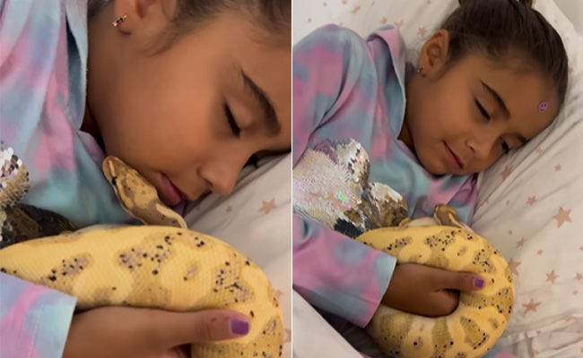 सांप को लेकर सो रही है छोटी बच्ची, Video देख अटक जाएंगी सांसें सांप को लेकर सो रही है छोटी बच्ची, Video देख अटक जाएंगी सांसें