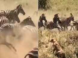 जेब्रा की भगदड़ में बुरी तरह फंसी शेरनी, Video में आगे शिकारी का ही हो गया शिकार जेब्रा की भगदड़ में बुरी तरह फंसी शेरनी, Video में आगे शिकारी का ही हो गया शिकार