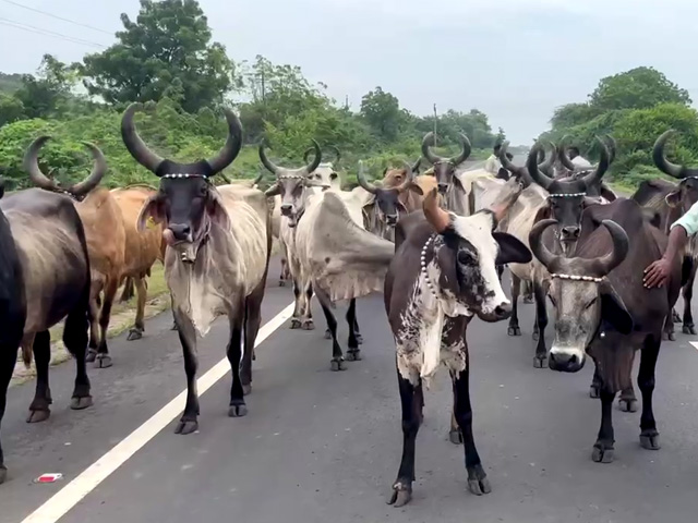 क्या है मुख्यमंत्री गोधन न्याय योजना, कैसे मिलता है किसानों को फायदा, जानें डिटेल