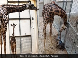 Mother Giraffe Gives Birth To Calf Unexpectedly In US Zoo, Visitors Surprised Mother Giraffe Gives Birth To Calf Unexpectedly In US Zoo, Visitors Surprised