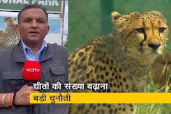 कुनो नेशनल पार्क : चीतों की संख्या बढ़ाना बड़ी चुनौती, नहीं बच पाते हैं 90 फीसदी शावक कुनो नेशनल पार्क : चीतों की संख्या बढ़ाना बड़ी चुनौती, नहीं बच पाते हैं 90 फीसदी शावक