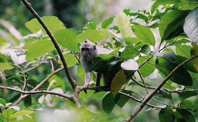 Monkey Tries To Snatch Baby From Her Mother Near Mumbai, Leaves Her Injured