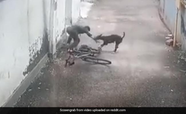 Video: Kerala Boy On Bicycle Brutally Attacked By Street Dog