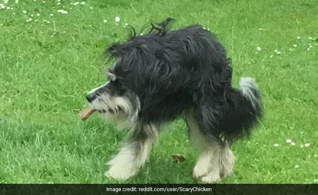 Old Photo Of Dog That Looks Like "Fuzzy T-Rex" Goes Viral