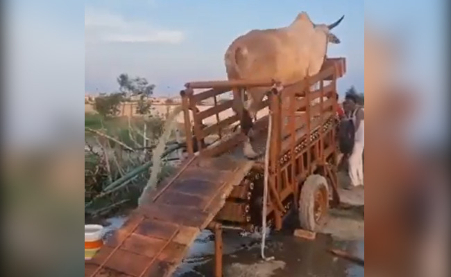 गाय चलती है तो पानी निकलता है, ये है गांव की खोज, IAS ने इस वीडियो को शेयर किया है