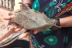 Watch: Devil Fish Caught In Floodwaters In Hyderabad Watch: Devil Fish Caught In Floodwaters In Hyderabad