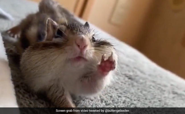 Video Of Squirrel Struggling To Get Up Sums Up How We Feel About Monday
