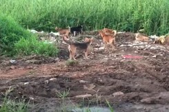 In Kerala, Rising Stray Dog Attacks Become A Worry In Kerala, Rising Stray Dog Attacks Become A Worry