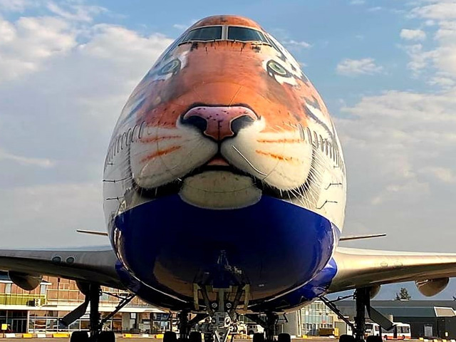 A Tiger-Faced Plane To Fly In Cheetahs From Namibia