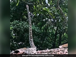 बिना किसी सहारे छत पर सीधा खड़ा हो गया सांप, फिर जो हुआ, Video देख खड़े हो जाएंगे रोंगटे बिना किसी सहारे छत पर सीधा खड़ा हो गया सांप, फिर जो हुआ, Video देख खड़े हो जाएंगे रोंगटे