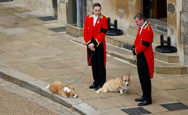 Loyal To The Last, Queen's Corgis And Pony Watch Her Pass