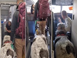 डॉगी के साथ सेल्फी लेने के चक्कर में फ्लाइट उड़ाना भूला पायलट, देखें Video डॉगी के साथ सेल्फी लेने के चक्कर में फ्लाइट उड़ाना भूला पायलट, देखें Video