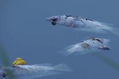 Dead Fish Found Floating In Bengaluru Lake Dead Fish Found Floating In Bengaluru Lake