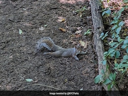 As California Broils In Heatwave, "Splooting" Squirrels Catch Internet's Attention As California Broils In Heatwave, "Splooting" Squirrels Catch Internet's Attention
