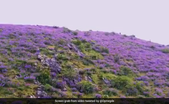 Video Shows Beautiful Neelakuranji Flowers In Chikmaglur, Karnataka: Internet Loves The Beauty
