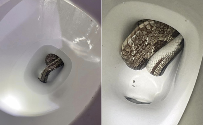 Toilet में जैसे ही बैठा शख्स, फुंकारते निकल आया जहरीला सांप, Photo देख उड़ जाएगा चेहरे का रंग