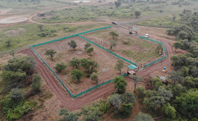 Video: The New Home In India For 8 Cheetahs Flown In From Africa
