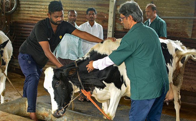 What Is Lumpy Skin Disease And How India Is Fighting It: 10 Points