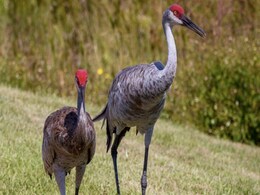 Florida Man Abuses, Plucks Feathers From Threatened Species Of Bird: Report Florida Man Abuses, Plucks Feathers From Threatened Species Of Bird: Report