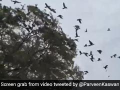 Video: पेड़ पर बने पक्षियों का घर तोड़ने वालों पर फूटा इस गीतकार का गुस्सा, कहा- भयानक रूप से क्रूर Video: पेड़ पर बने पक्षियों का घर तोड़ने वालों पर फूटा इस गीतकार का गुस्सा, कहा- भयानक रूप से क्रूर