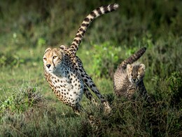 Cheetahs To Travel Without Food From Namibia To India Cheetahs To Travel Without Food From Namibia To India