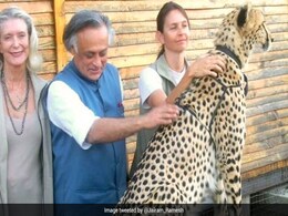 Cheetah Release A "Tamasha" By PM To Avoid National Issues: Congress Cheetah Release A "Tamasha" By PM To Avoid National Issues: Congress