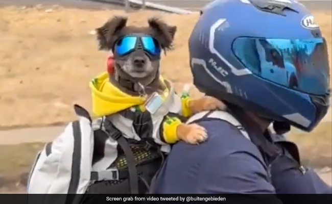 Video: Dog, With Shades On, Enjoys Bike Ride. Internet Can't Keep Calm