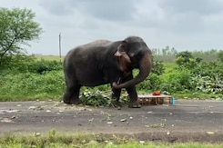Video: Not Fed Bananas, Angry Elephant Kills Handler In Madhya Pradesh Video: Not Fed Bananas, Angry Elephant Kills Handler In Madhya Pradesh