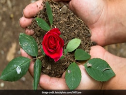 World Rose Day 2022: गुलाब का पौधा खरीदने में क्या आप भी करते हैं ये 6 गलतियां, इन वजहों से ही नहीं खिल रहे फूल World Rose Day 2022: गुलाब का पौधा खरीदने में क्या आप भी करते हैं ये 6 गलतियां, इन वजहों से ही नहीं खिल रहे फूल