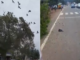 पेड़ गिरते ही कई पक्षी सड़क पर गिर कर मर गए, लोगों ने कहा- इंसानों ने किसी का आशियाना उजाड़ दिया पेड़ गिरते ही कई पक्षी सड़क पर गिर कर मर गए, लोगों ने कहा- इंसानों ने किसी का आशियाना उजाड़ दिया