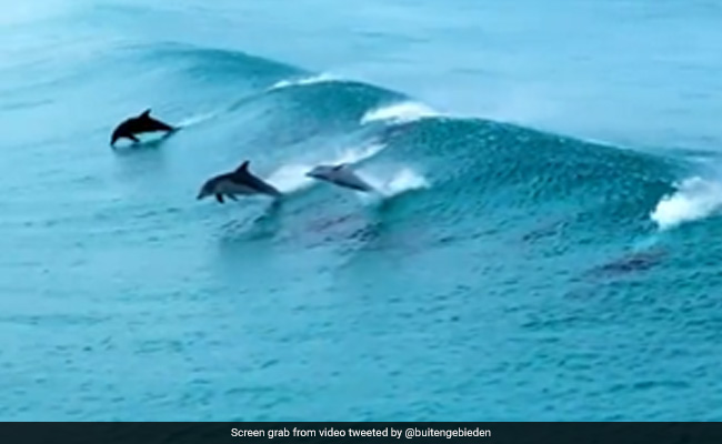 Viral Video: Dolphins Surf Sea Waves, Internet Says "It's Fun"