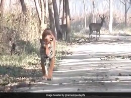 बाघ ने पास टहल रहे दो हिरणों को किया इग्नोर, शिकार किए बिना ही जाने लगा, देखिए फिर क्या हुआ... बाघ ने पास टहल रहे दो हिरणों को किया इग्नोर, शिकार किए बिना ही जाने लगा, देखिए फिर क्या हुआ...