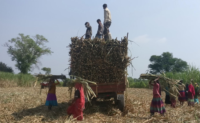 Centre Extends Restrictions On Sugar Exports Till October 31, 2023