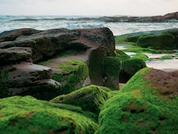 Harmful Algal Bloom In California May Result In Killing Fish With Toxins: Report Harmful Algal Bloom In California May Result In Killing Fish With Toxins: Report