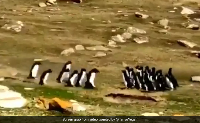 Viral Video: Penguin Gets Mixed With Another Group, Friend Goes To Take It Back