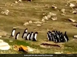 Viral Video: Penguin Gets Mixed With Another Group, Friend Goes To Take It Back Viral Video: Penguin Gets Mixed With Another Group, Friend Goes To Take It Back