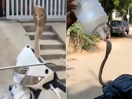 स्कूटी से आ रही थी फुंफकारने की आवाज, हैंडल खोलकर देखा तो फन उठाकर बैठा था किंग कोबरा! स्कूटी से आ रही थी फुंफकारने की आवाज, हैंडल खोलकर देखा तो फन उठाकर बैठा था किंग कोबरा!