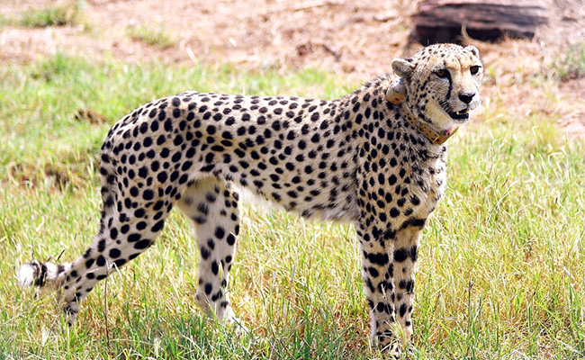2 Cheetahs Released "Into Wild" At Madhya Pradesh' Kuno National Park: Official