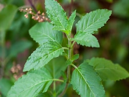 Tulsi Tips: इस महीने में तुलसी की पूजा होती है बेहद फलदायी, सुबह-शाम करें ये काम, फिर देखें मां लक्ष्मी की कृपा Tulsi Tips: इस महीने में तुलसी की पूजा होती है बेहद फलदायी, सुबह-शाम करें ये काम, फिर देखें मां लक्ष्मी की कृपा