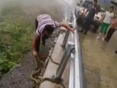 जहरीले सांपों का गुच्छा हाथों से उठाता दिखा शख्स, कमजोर दिल वाले ना देखें VIDEO जहरीले सांपों का गुच्छा हाथों से उठाता दिखा शख्स, कमजोर दिल वाले ना देखें VIDEO
