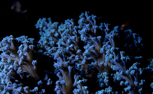 Scientists Discover 4,000-Feet Coral Reef In Australian Desert: Report