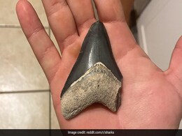 Megalodon Tooth Found In Phosphate Mine: Report Megalodon Tooth Found In Phosphate Mine: Report